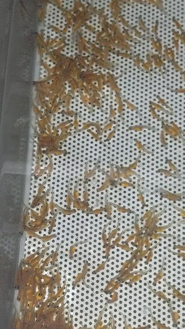 HHOA Haliburton Fish Hatchery