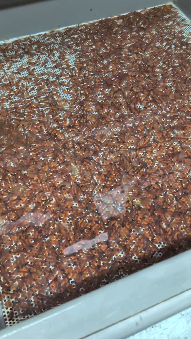 HHOA Haliburton Fish Hatchery